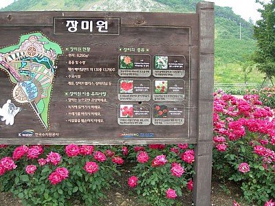 전남 장성군 평림댐의 장미공원