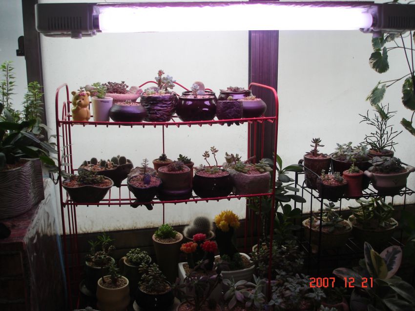 불빛이 생각보다 아주 약해요...그냥 보기엔 별 효과가 없을것 같은데...그래두 저에겐 실날같은 희망이네요^^