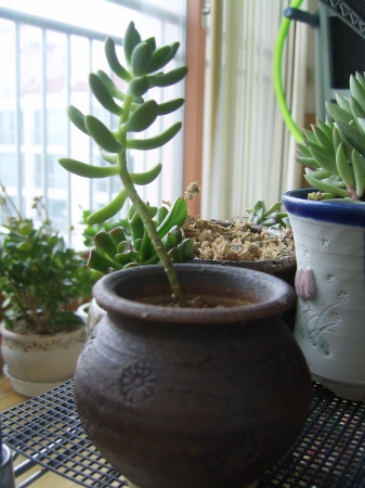 좋은일만님이 주신 화분에..