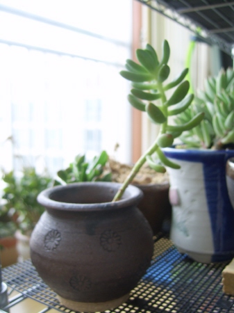 건강하게  자라고 있어요