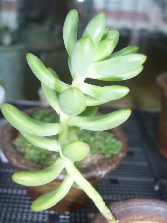  S라인 만들고 있는중이죠