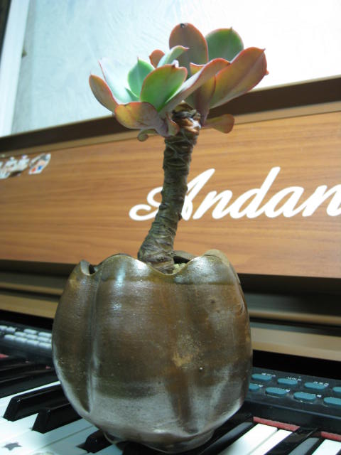 아래 그림은 성장한 카메오 의 잎 모양입니다