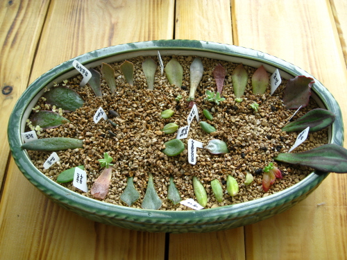 곰탱이랑 여우님께 분양받은 아이들