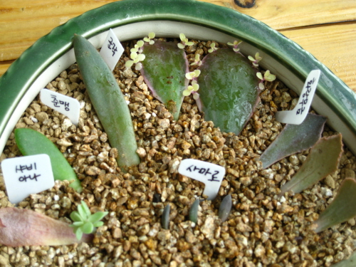 화랑무금이 이렇게 자라는줄 모르고 구석에...^^;;