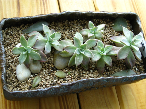 너무 좋은 분홍용월