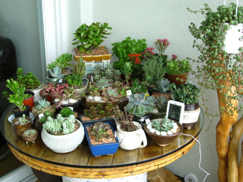 베란다 테이블에서 차는 못마시고, 대신 이렇게...