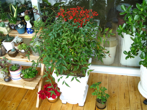 잎색깔은 그대로인 남천