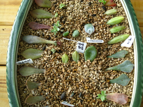 아직 기미도 보이지 않는 아이들