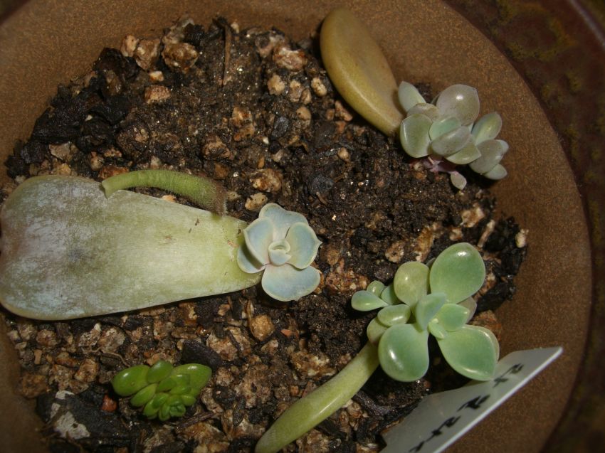 지인에게 받아온 잎꽂이 아기들... 라일라시아, 자미인, 석연화금, 리틀쨈 ^^