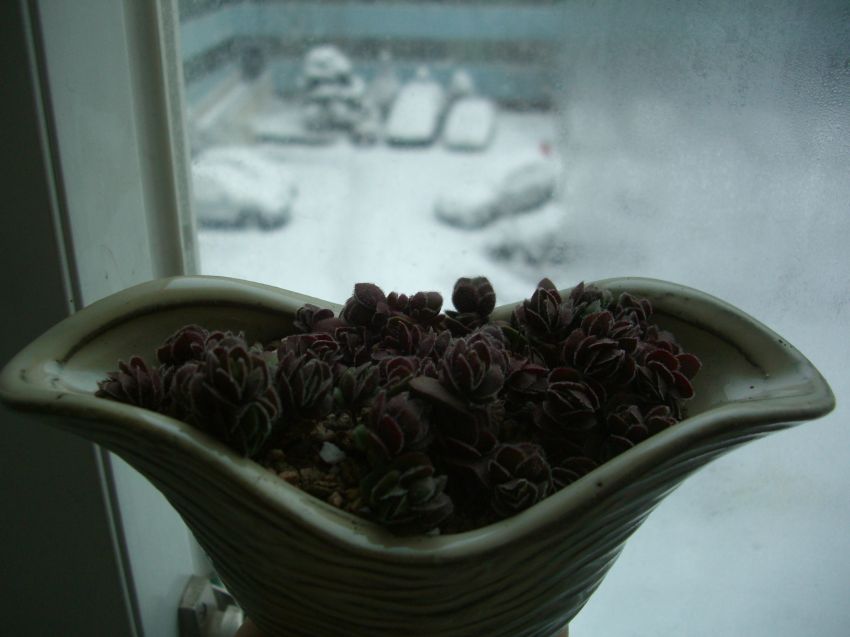 꽃피표 다비드...예쁘게 물도 들었어요