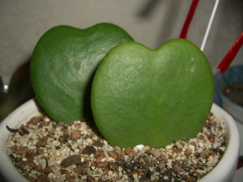 지인에게 선물받은 ...??