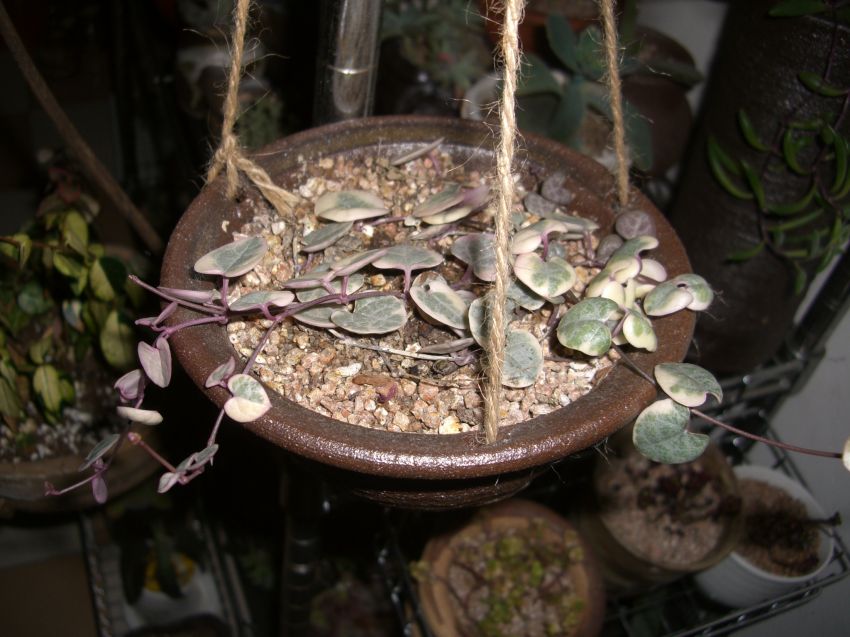 러브체인금...이녀석 언제 커서 풍성해질까요?