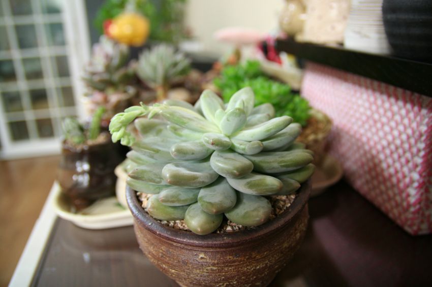  꽃대도 여기저기..너무 커서 맞는분도 없어서 걍 임시로...