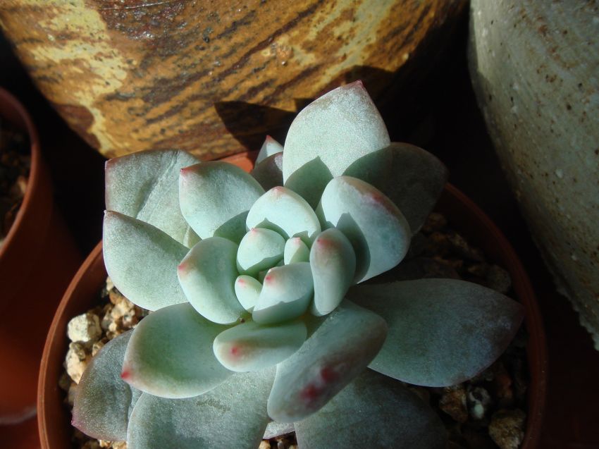  아기 파랑새..머리가 하나짜리