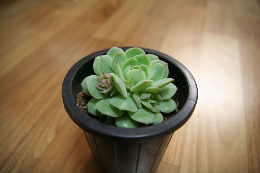  너무 이뻐서 아직 옷두안입히구 한장찍어줬어요~