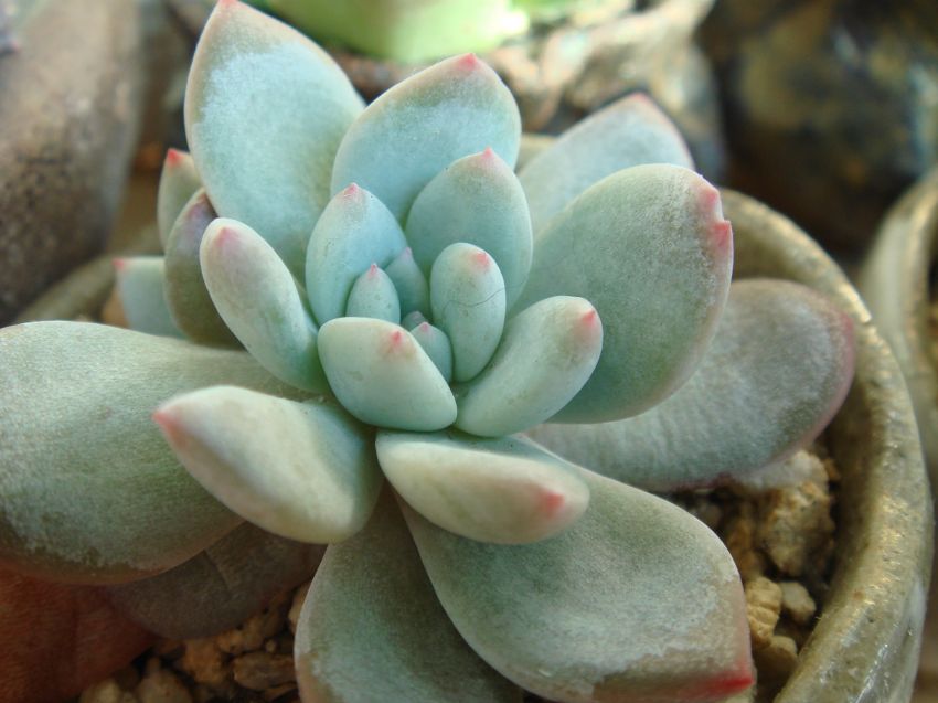  아기 파랑새.. 머리가 둘