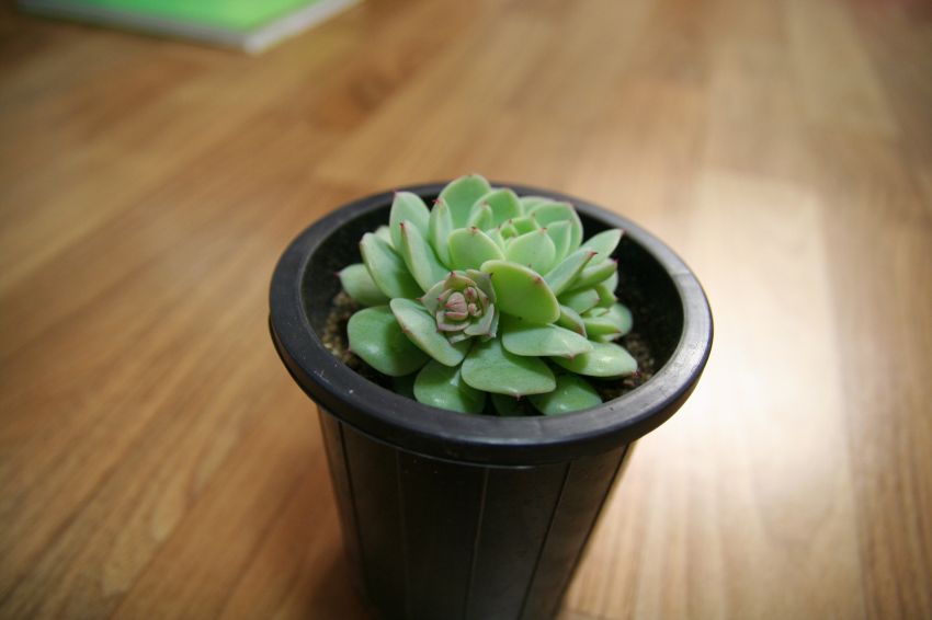  엊그제 받은 대엽정야