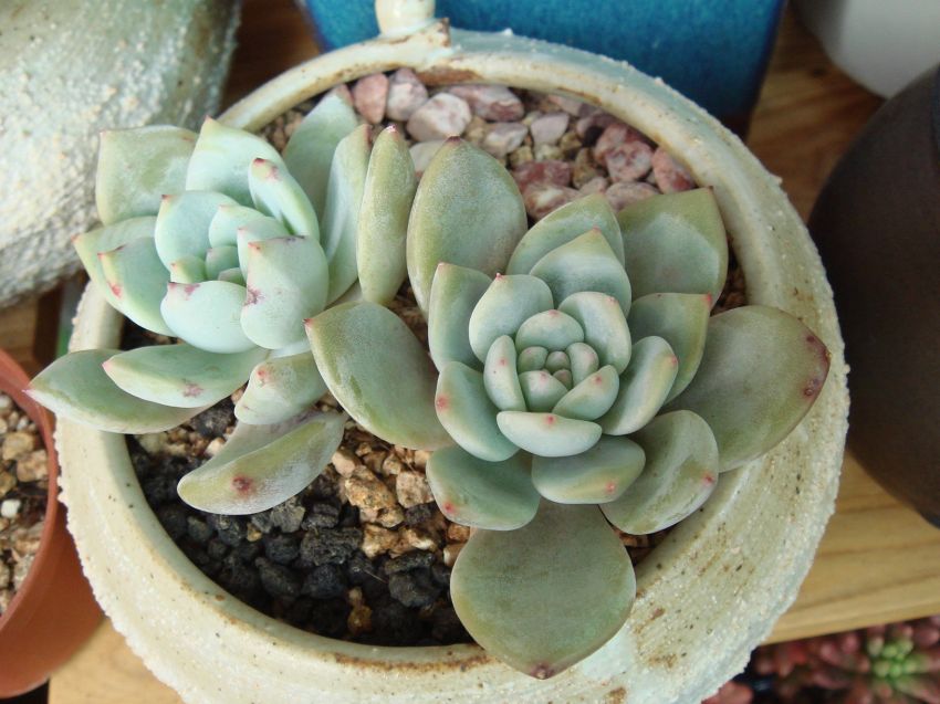 라우이린제 두넘.ㅎ