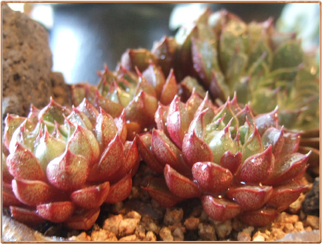 꽃피의 미스미 푸미라.. 올한해 감사인사드립니다 ^^*