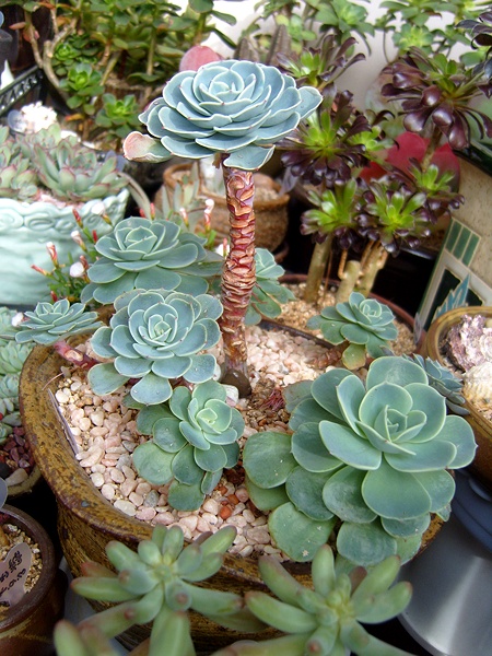 요건 로즈님께 받은 로즈칠복수랍니다~~^^