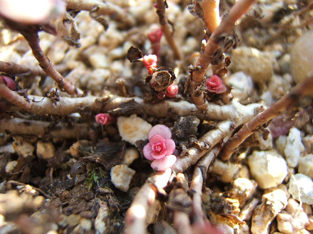 깨끗한 분홍빛 아가가 예뻐요.^^ 