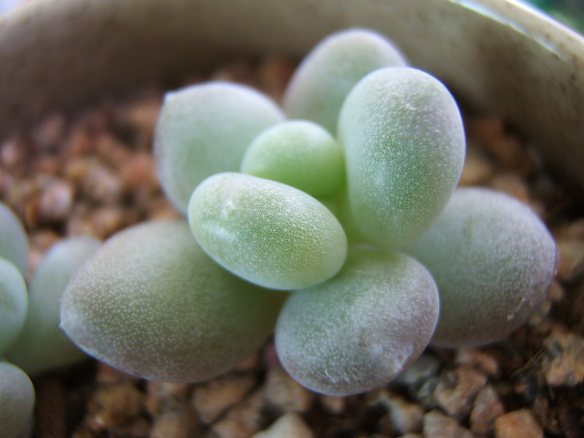 월미인(하늘금님)