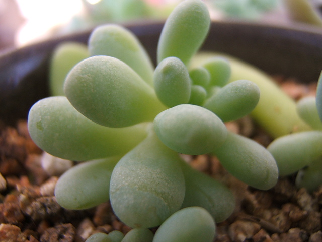 세덤블라우(카드님)