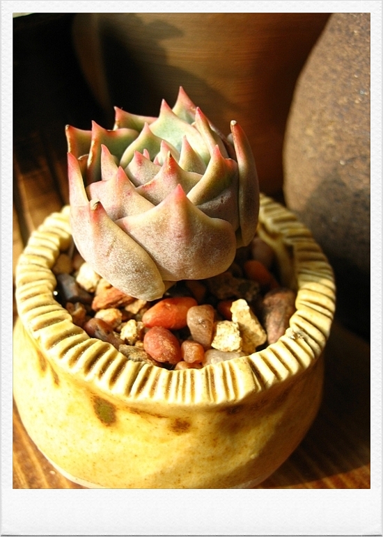 노란집에서 핑크빛로라가 살아요.