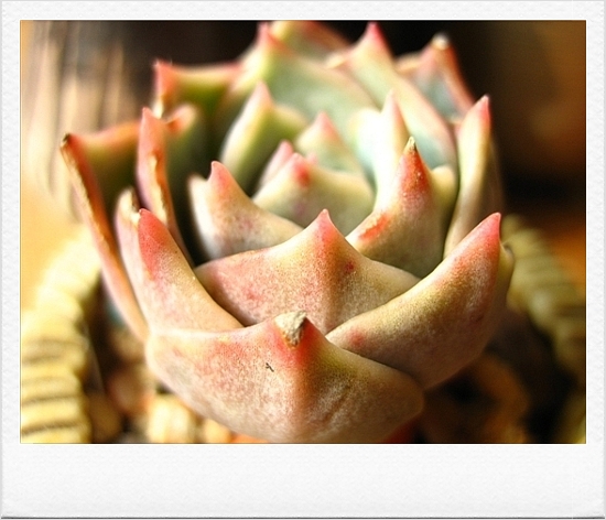 옆모습도 보이구요...