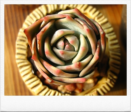 로라 증명사진이예요.