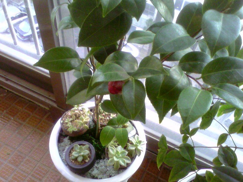 이틀전만 해도 요렇게 오므리고 있더니