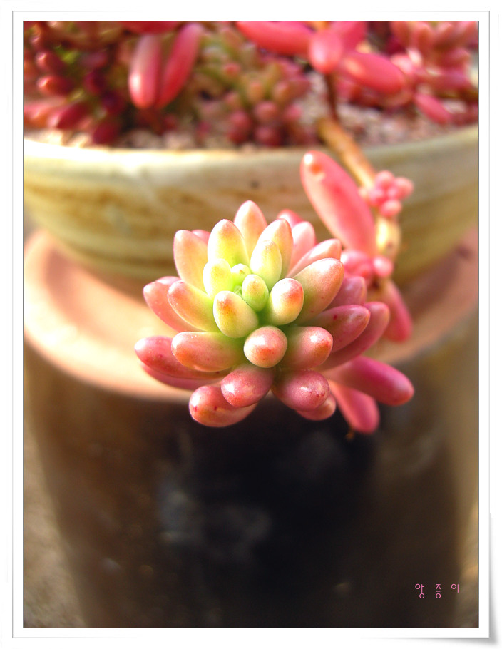 그린로즈님표 오로라 07.12.30