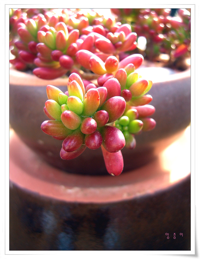 푸푸님표 홍옥 07.12.30