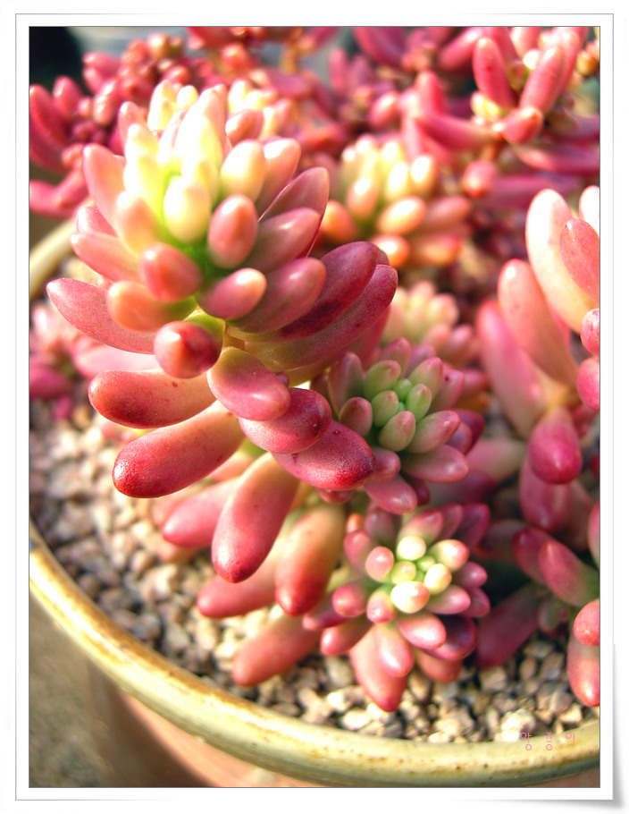 그린로즈님표 오로라 07.12.30