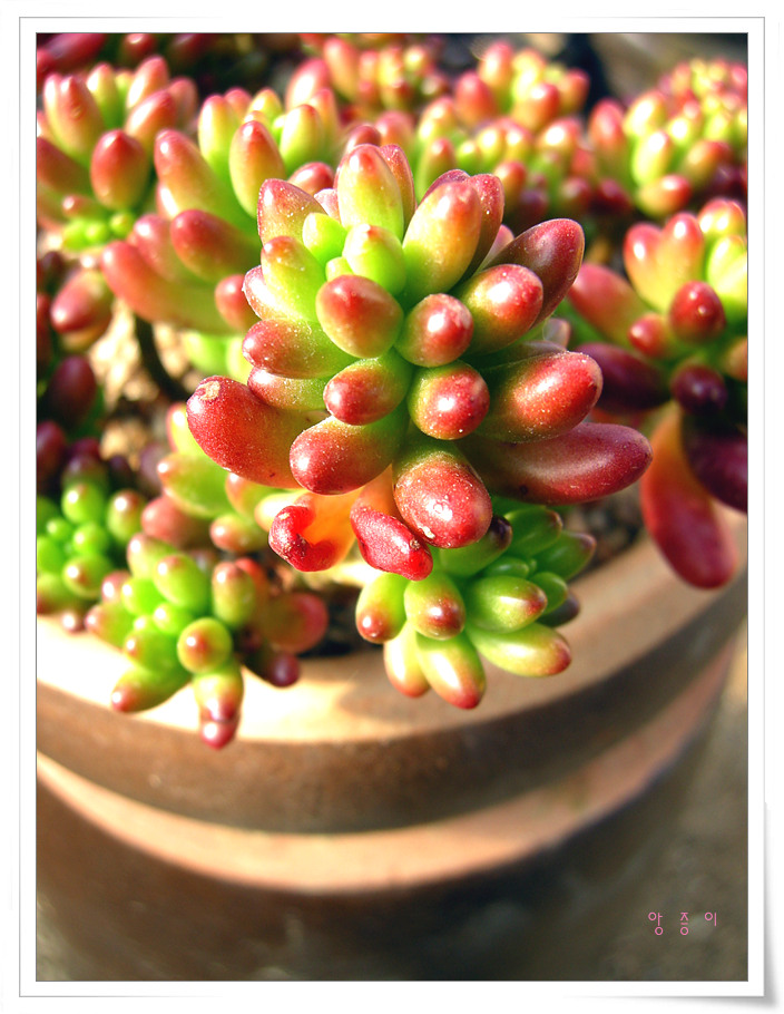 푸푸님표 홍옥 07.12.30