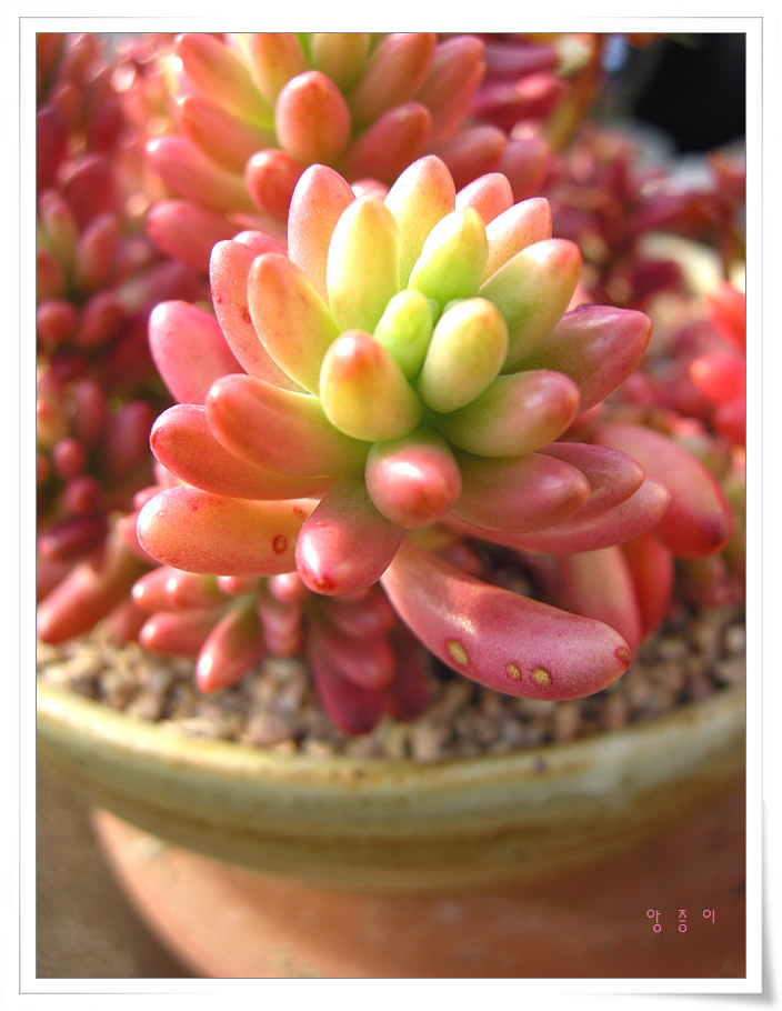 그린로즈님표 오로라 07.12.30