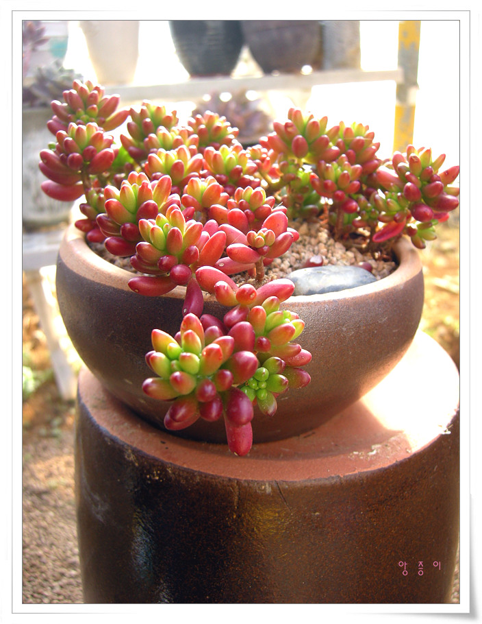 푸푸님표 홍옥 07.12.30