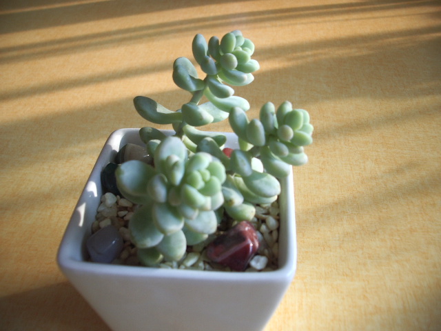 꽃피에서 세트화분으로 들인 부사