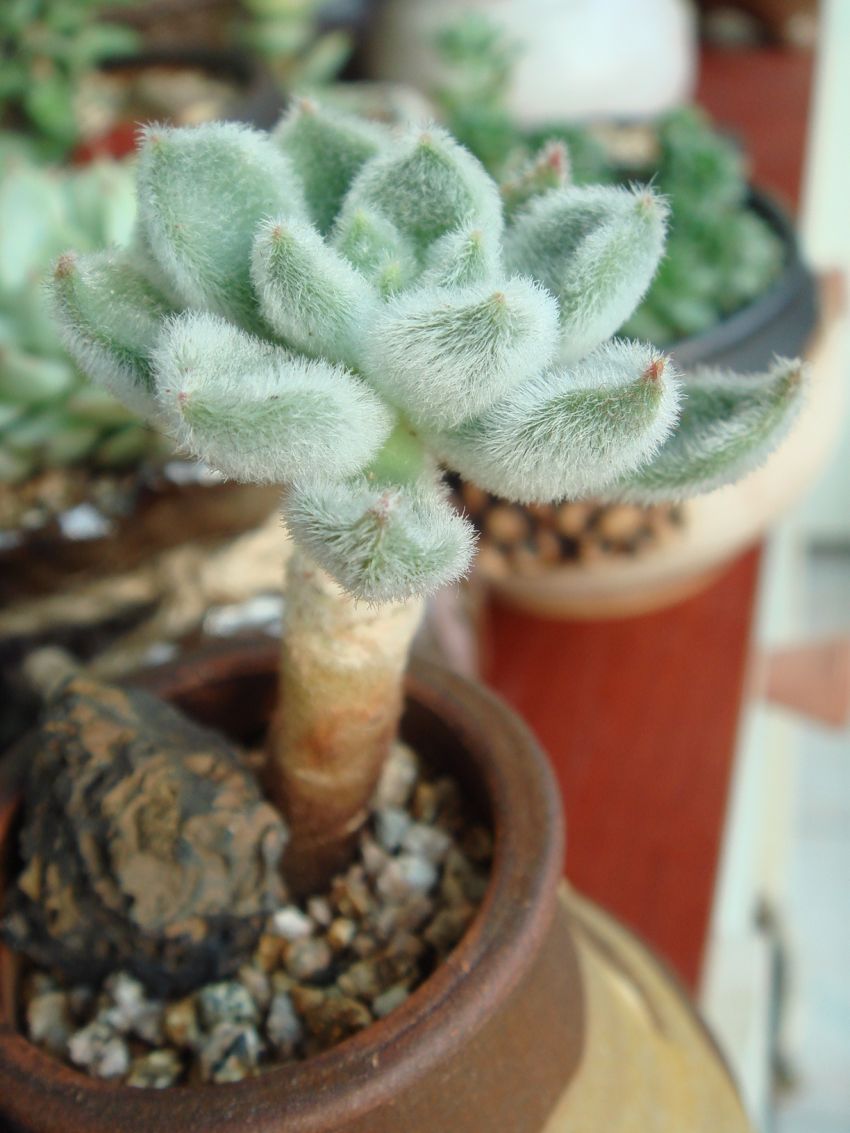  꼬라지가 않이뻐서리..피니진원고료?분에 잎다떼고 다시...