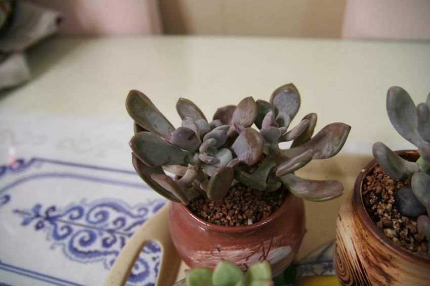 못낸이 신데렐라