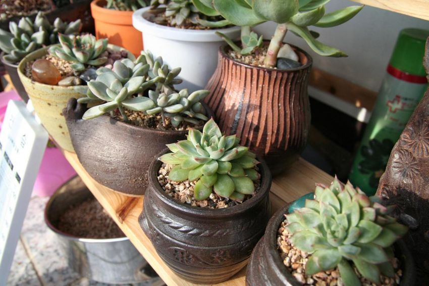  메비나 자매들..