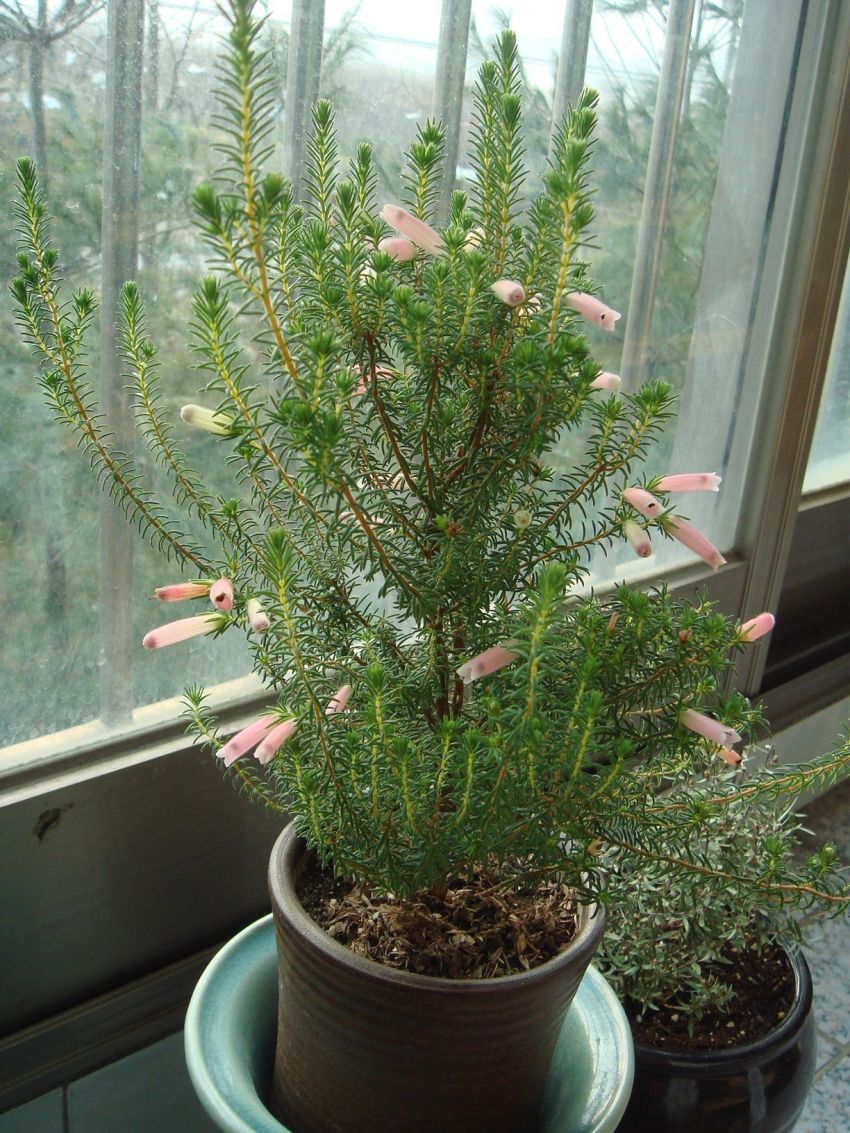  일년내내 거의 꽃을 보여주네요~에리카(신종)