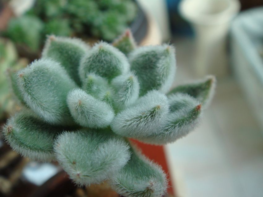  얘는 한참전에 백섬관이라 들인아인데...