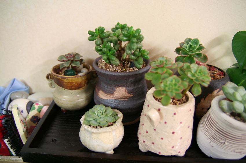  엄청 커다란 녹귀란