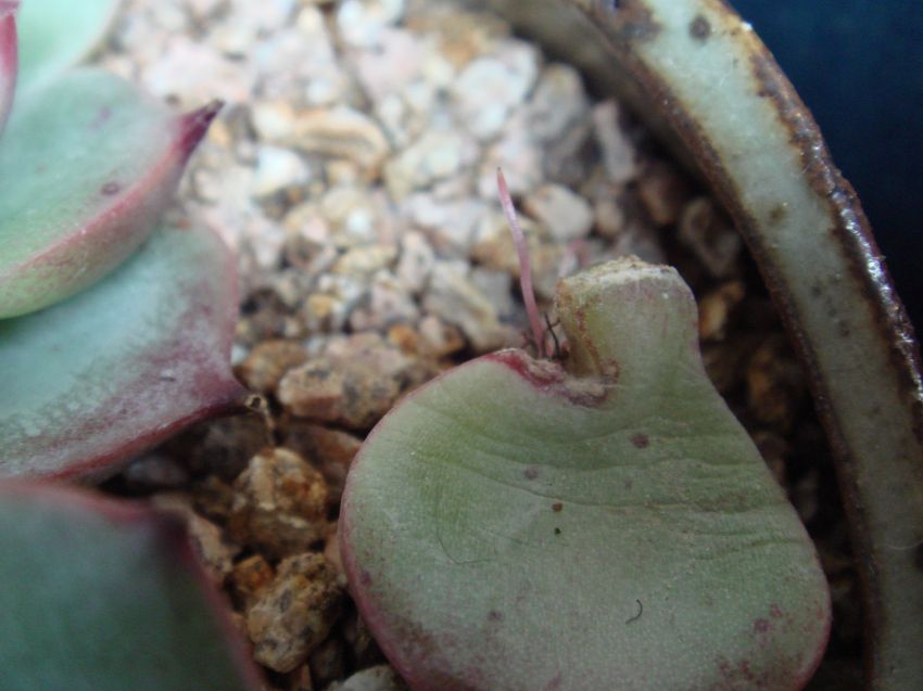  혹시나 하구 찢어진 잎 올려놨더니..