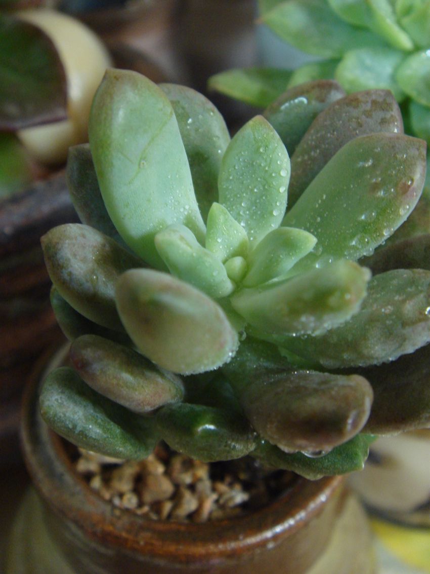  얘는 경미인 이여요~