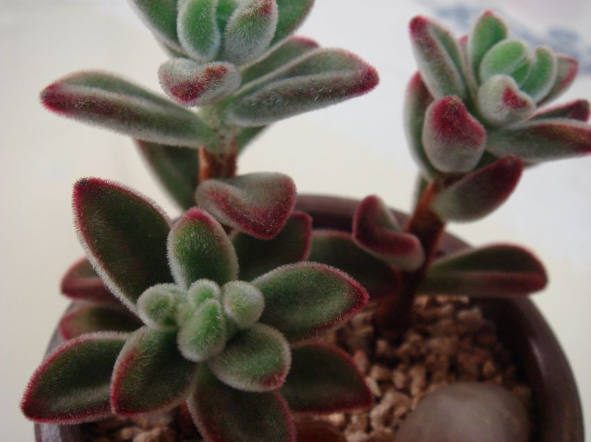  정말로 기특하지요?