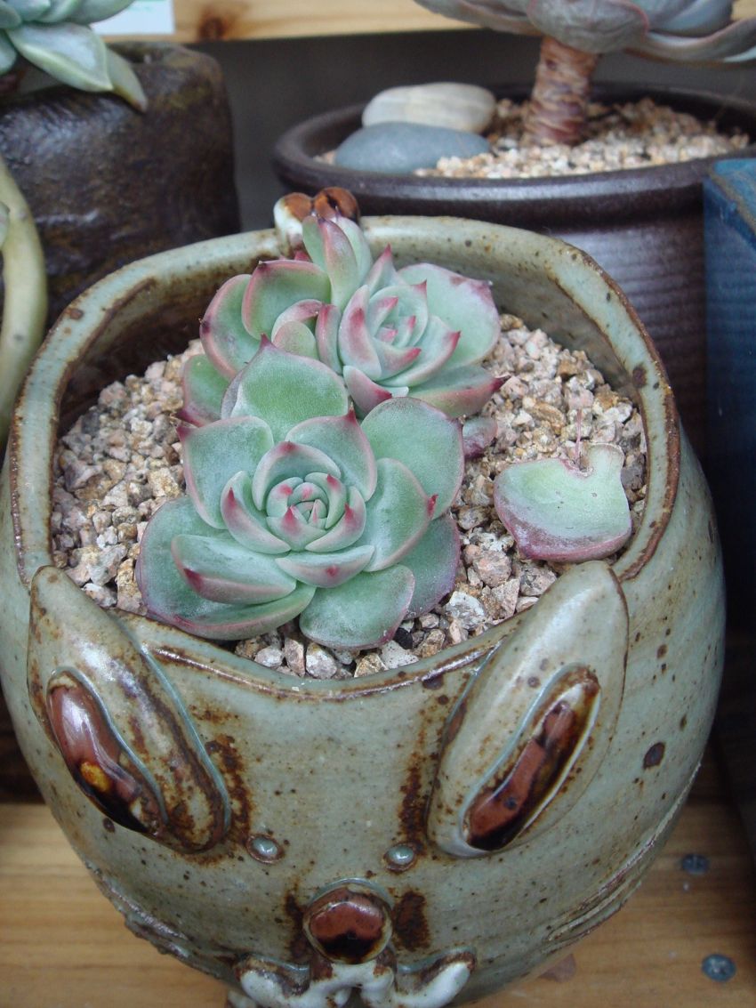 아가 치와와인데...