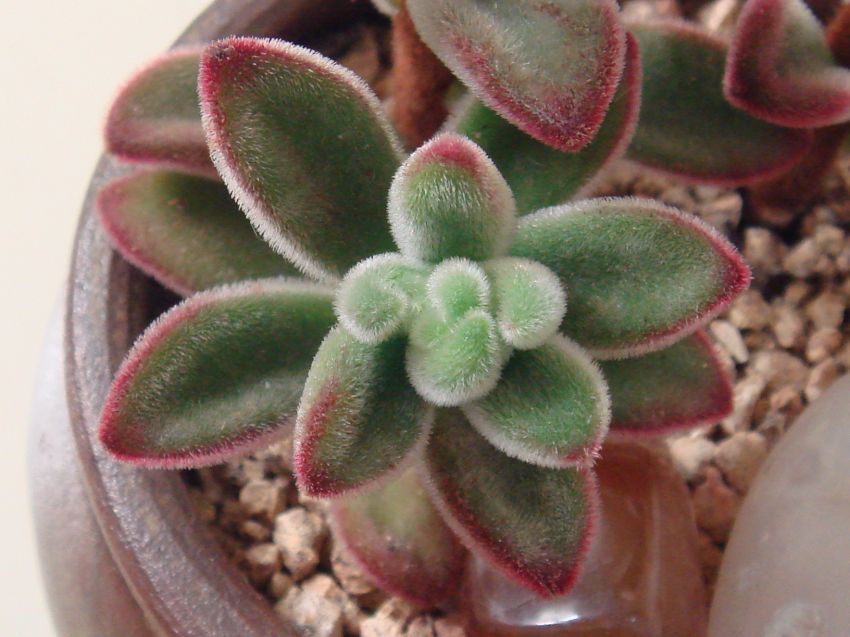 삽목한지 얼마안되었는데..