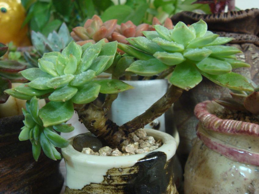  나름 목대가 실하죠?